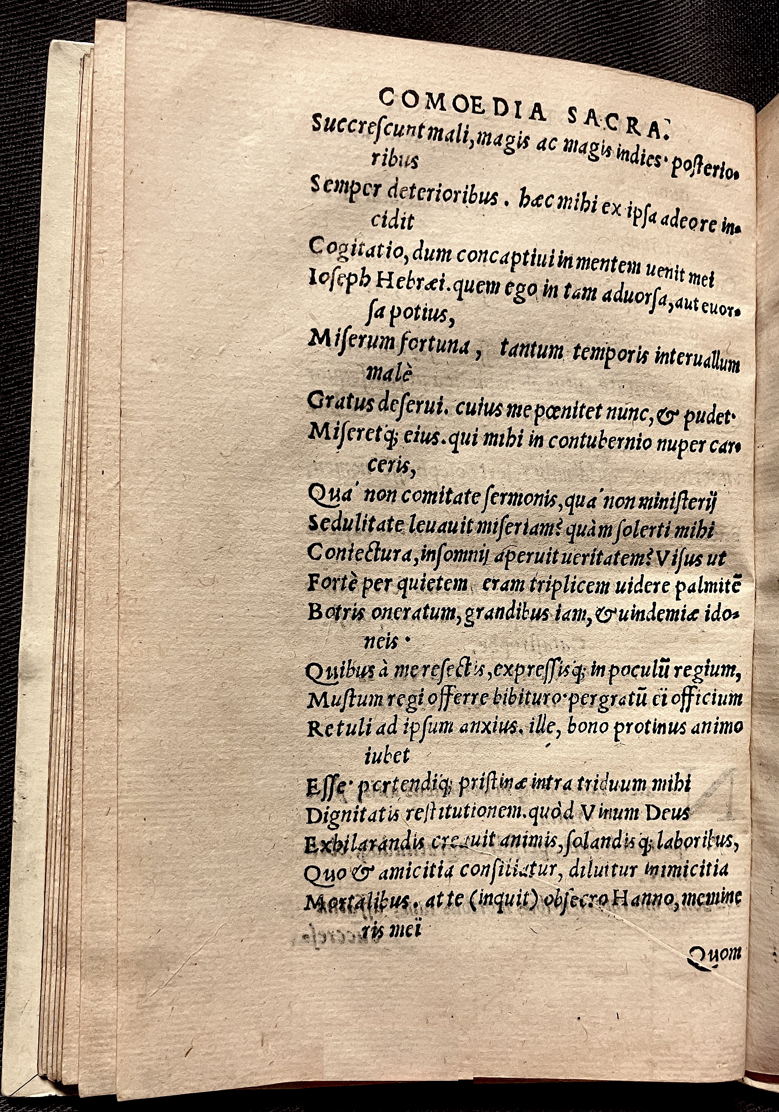CrocusIoseph1536p64