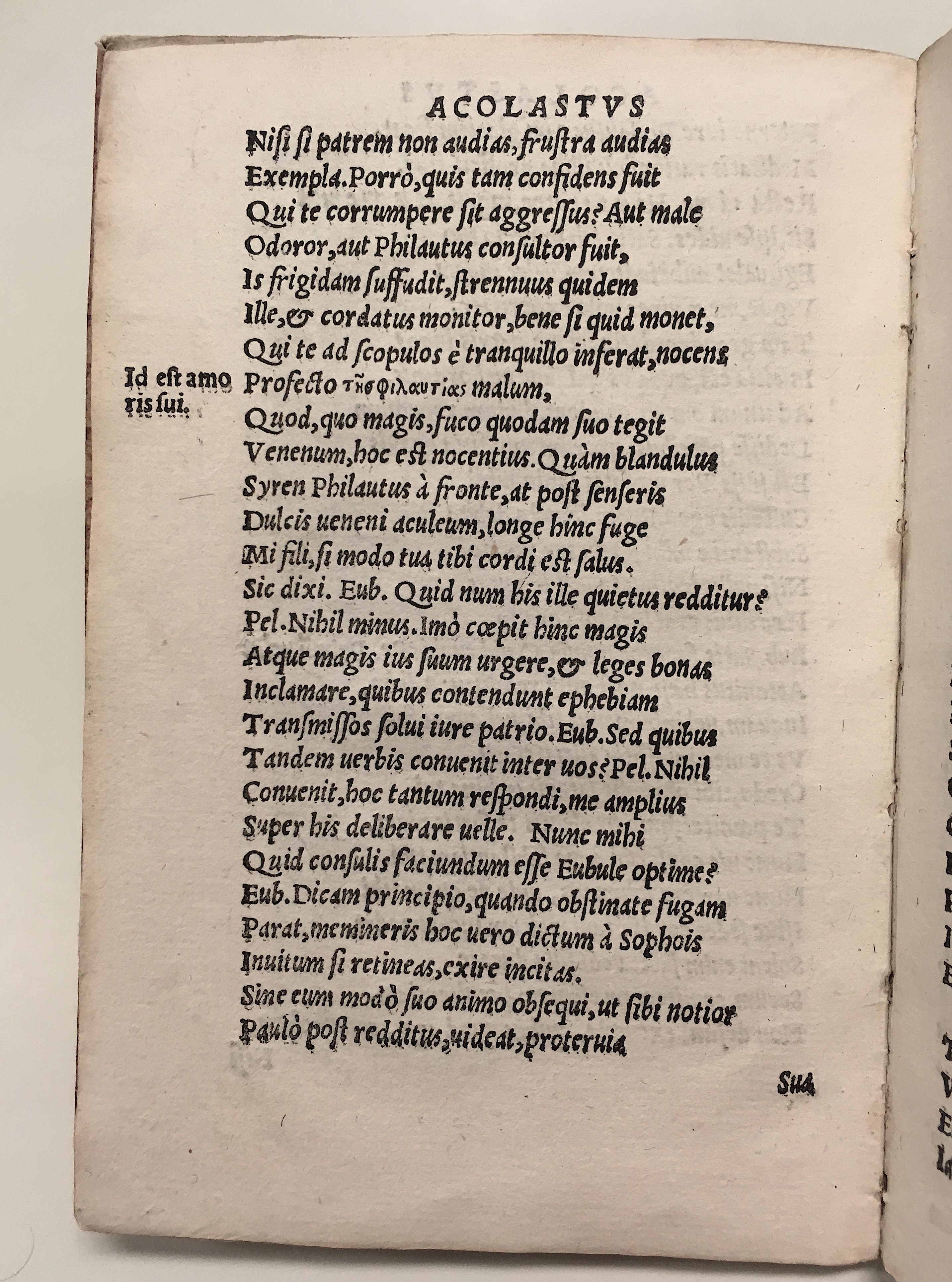 GnapheusAcolastus1533p12.jpg