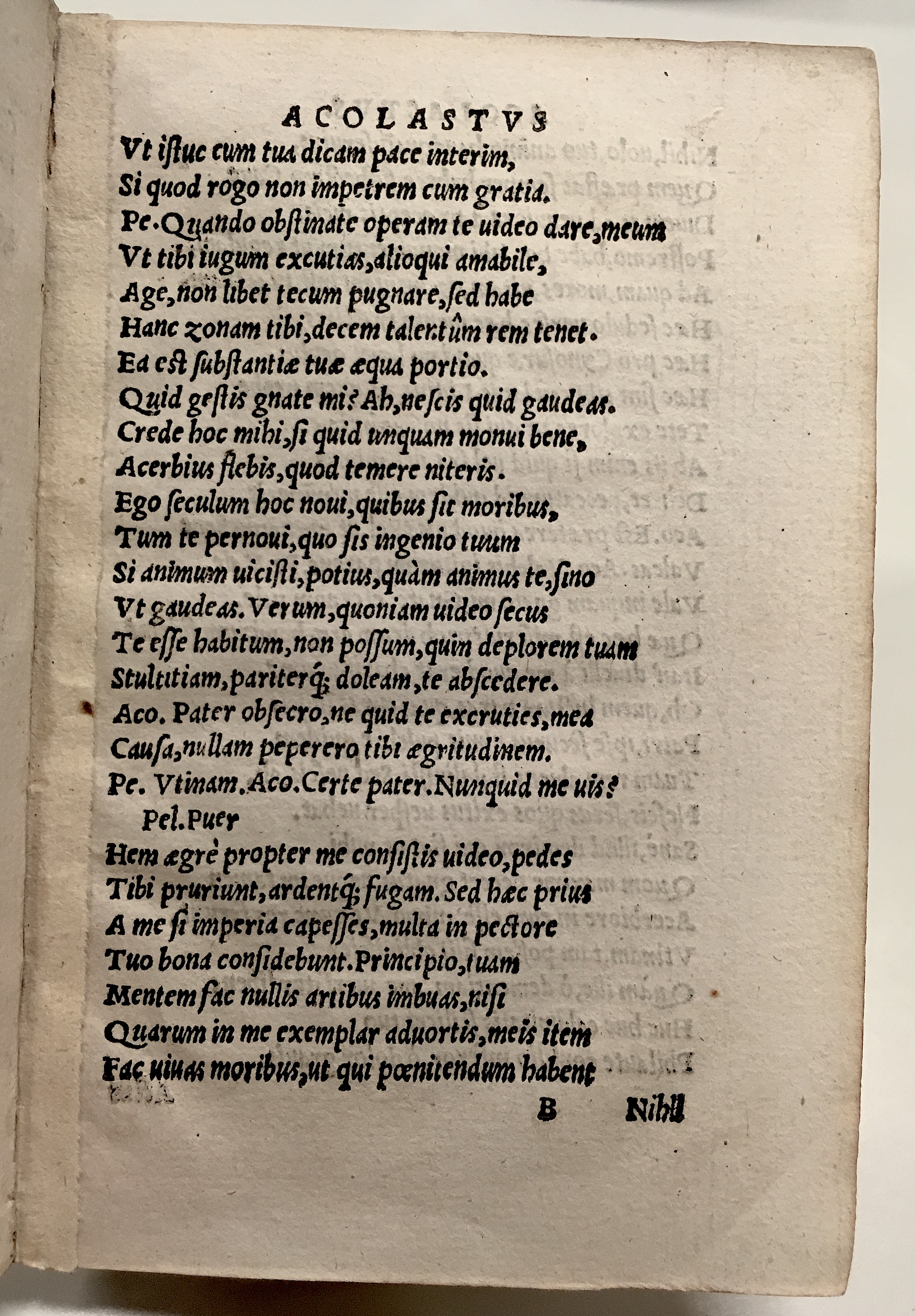 GnapheusAcolastus1533p17.jpg