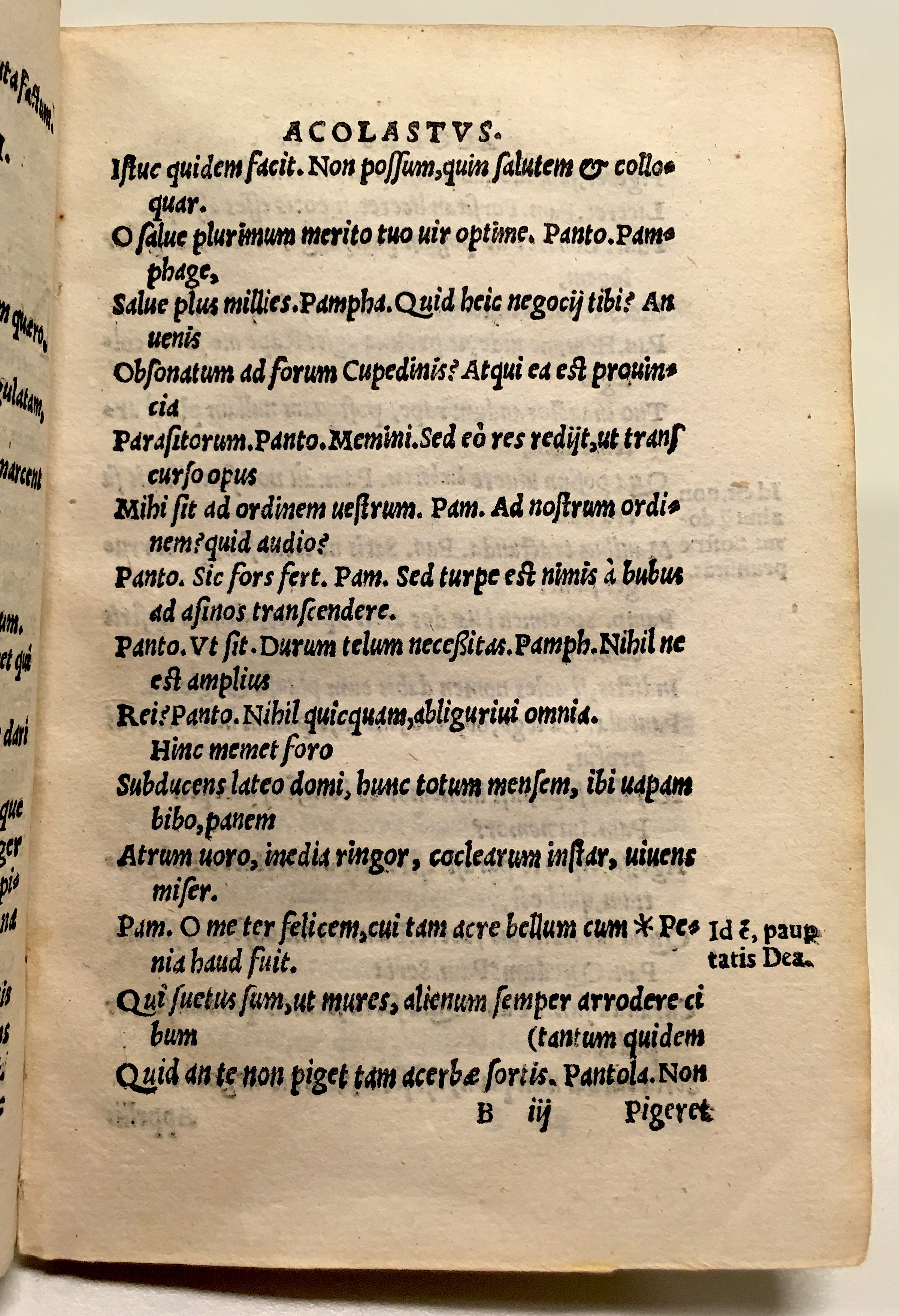 GnapheusAcolastus1533p21.jpg