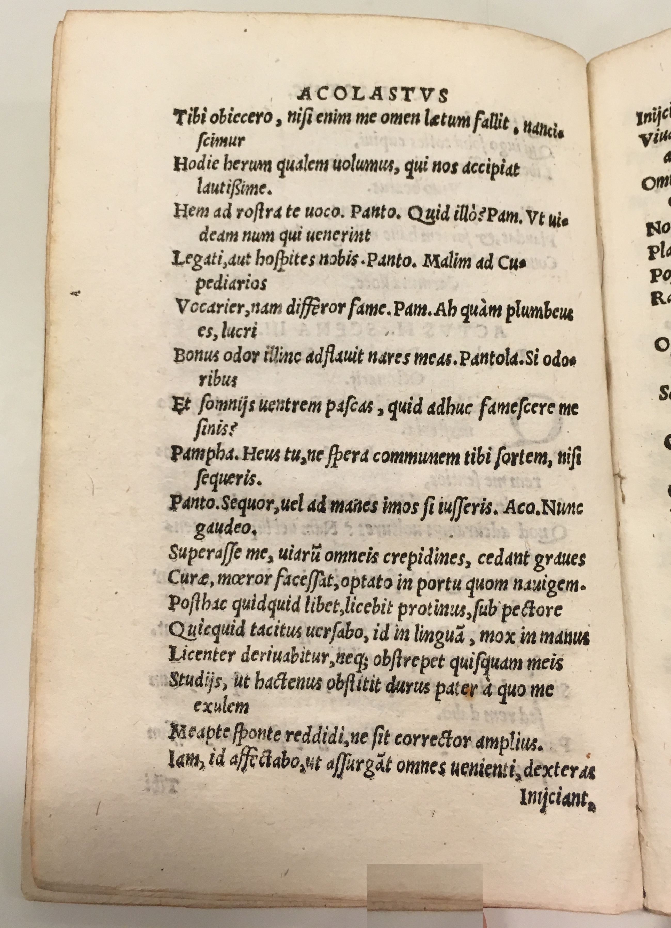 GnapheusAcolastus1533p28.jpg