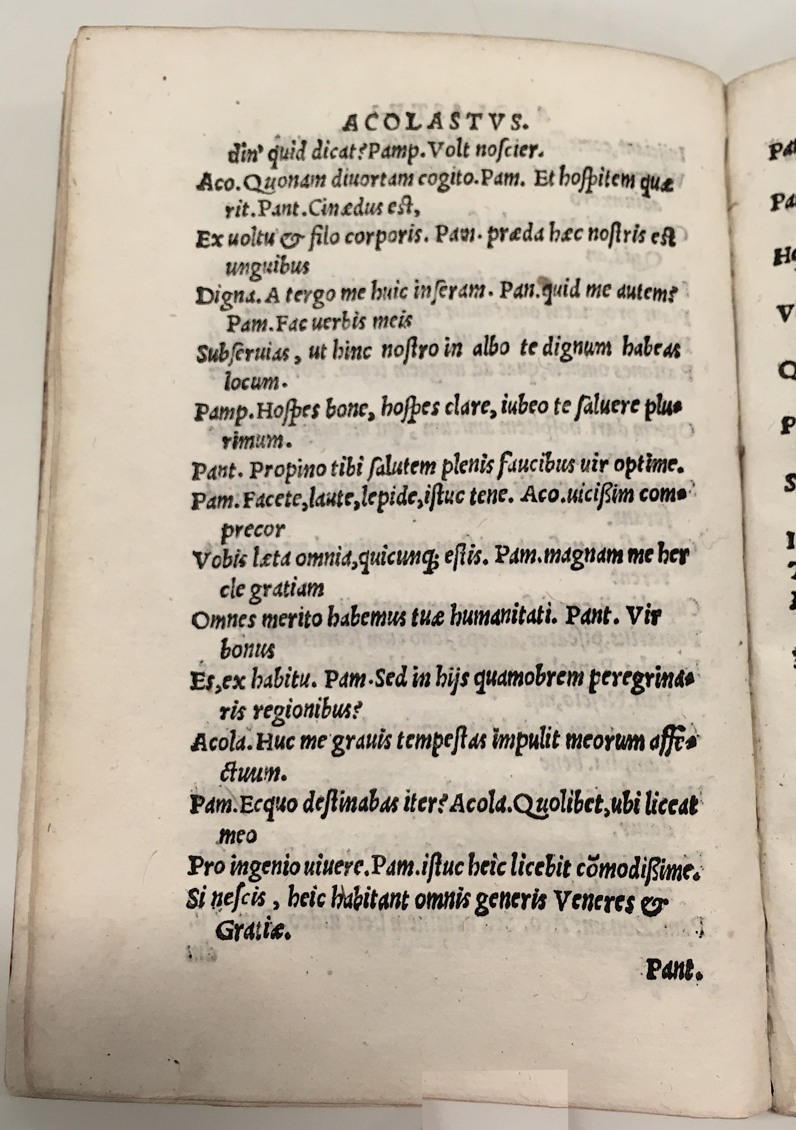 GnapheusAcolastus1533p30.jpg