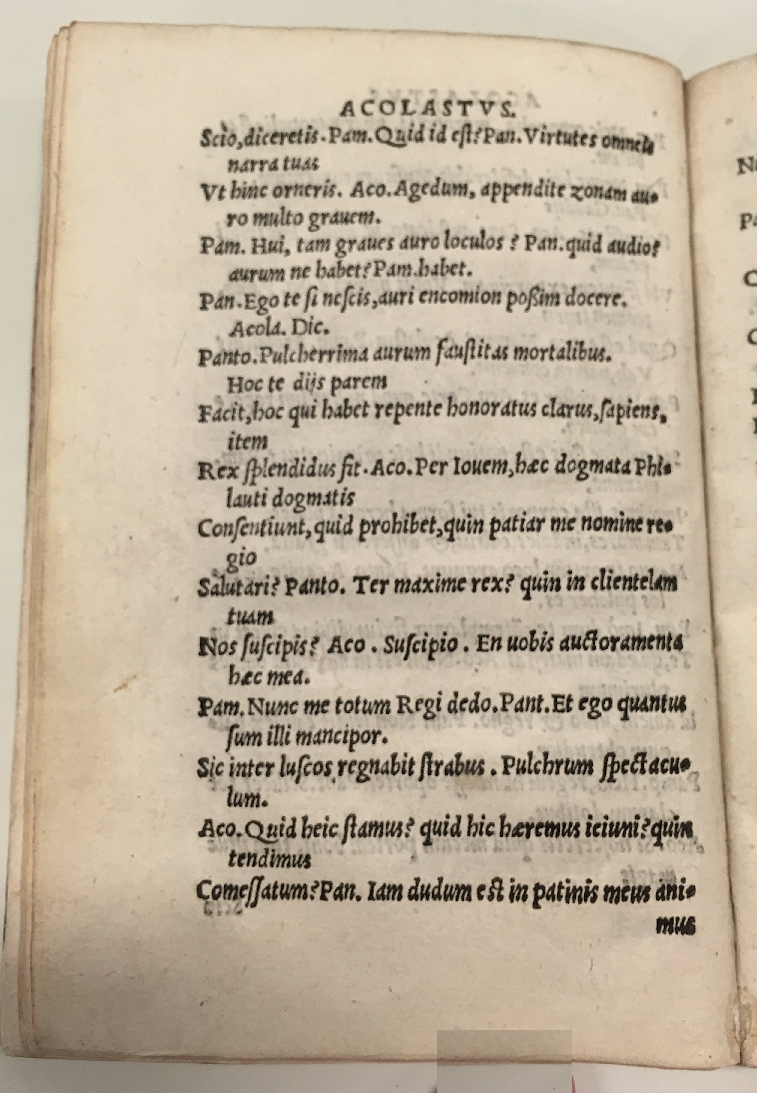 GnapheusAcolastus1533p32.jpg