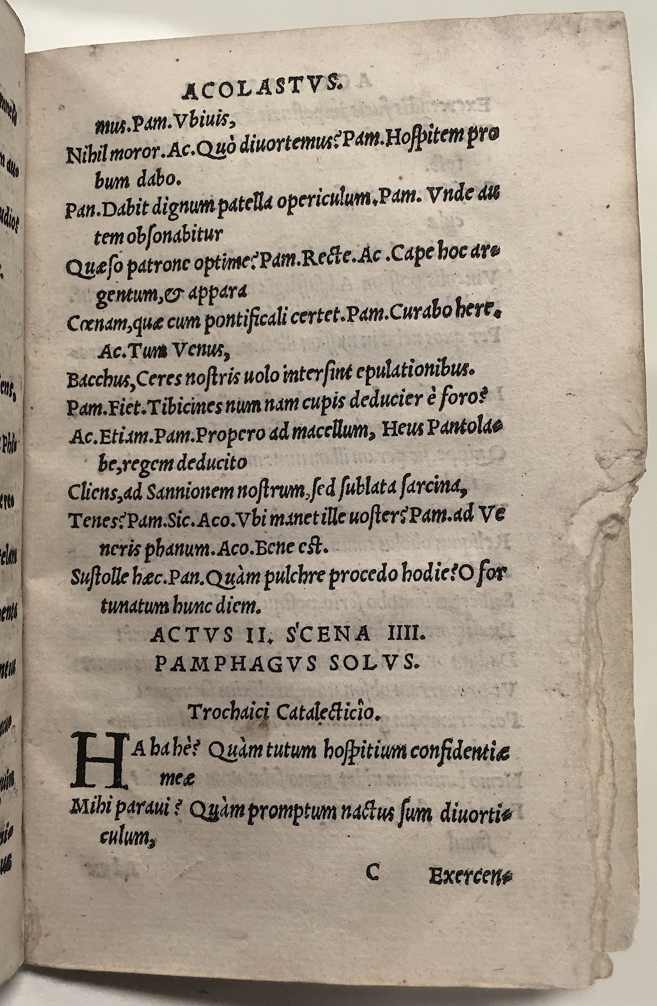 GnapheusAcolastus1533p33.jpg