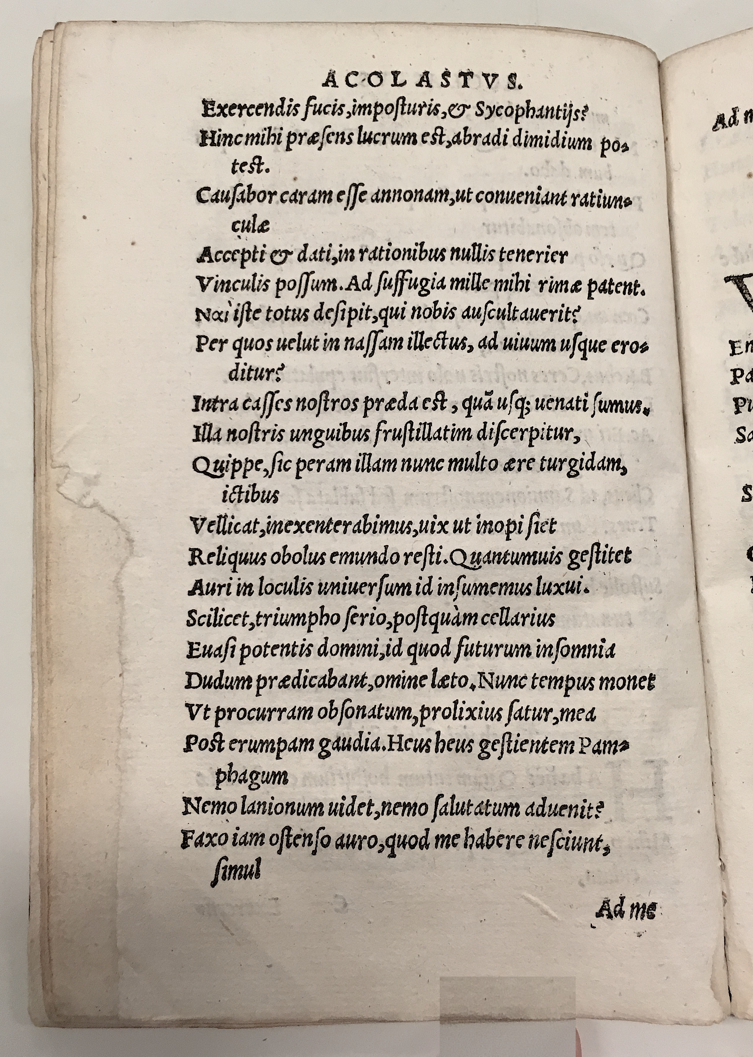 GnapheusAcolastus1533p34.jpg