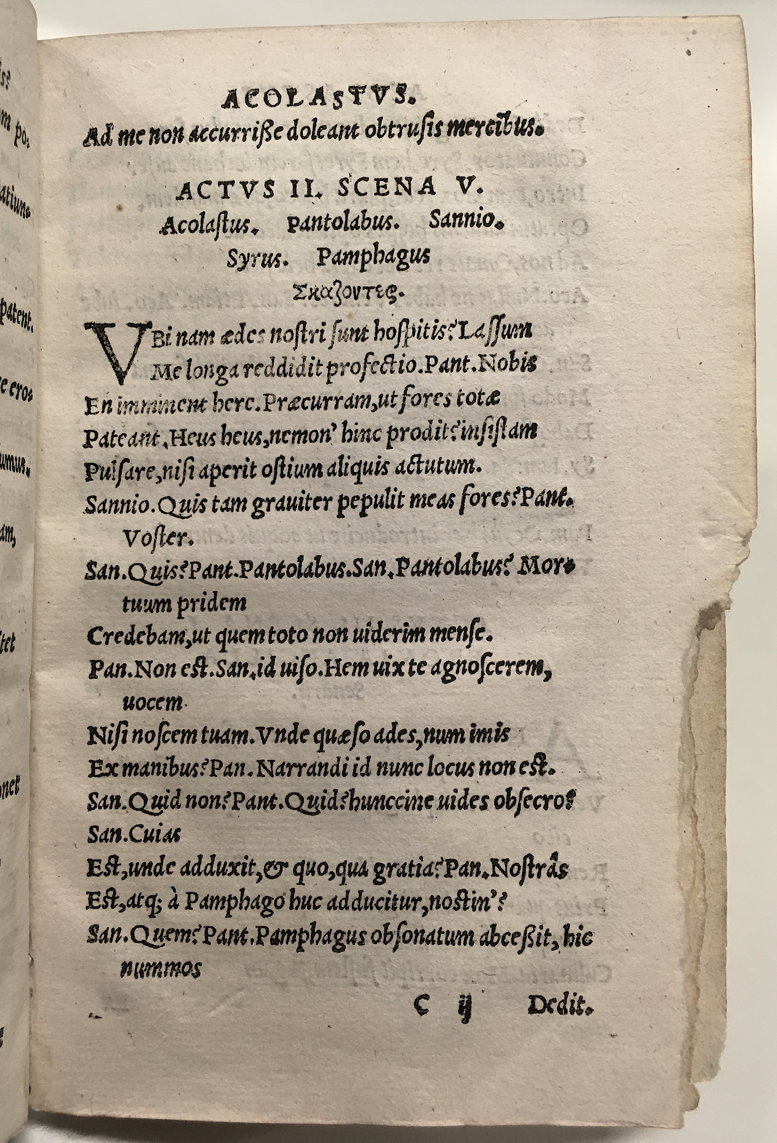 GnapheusAcolastus1533p35.jpg