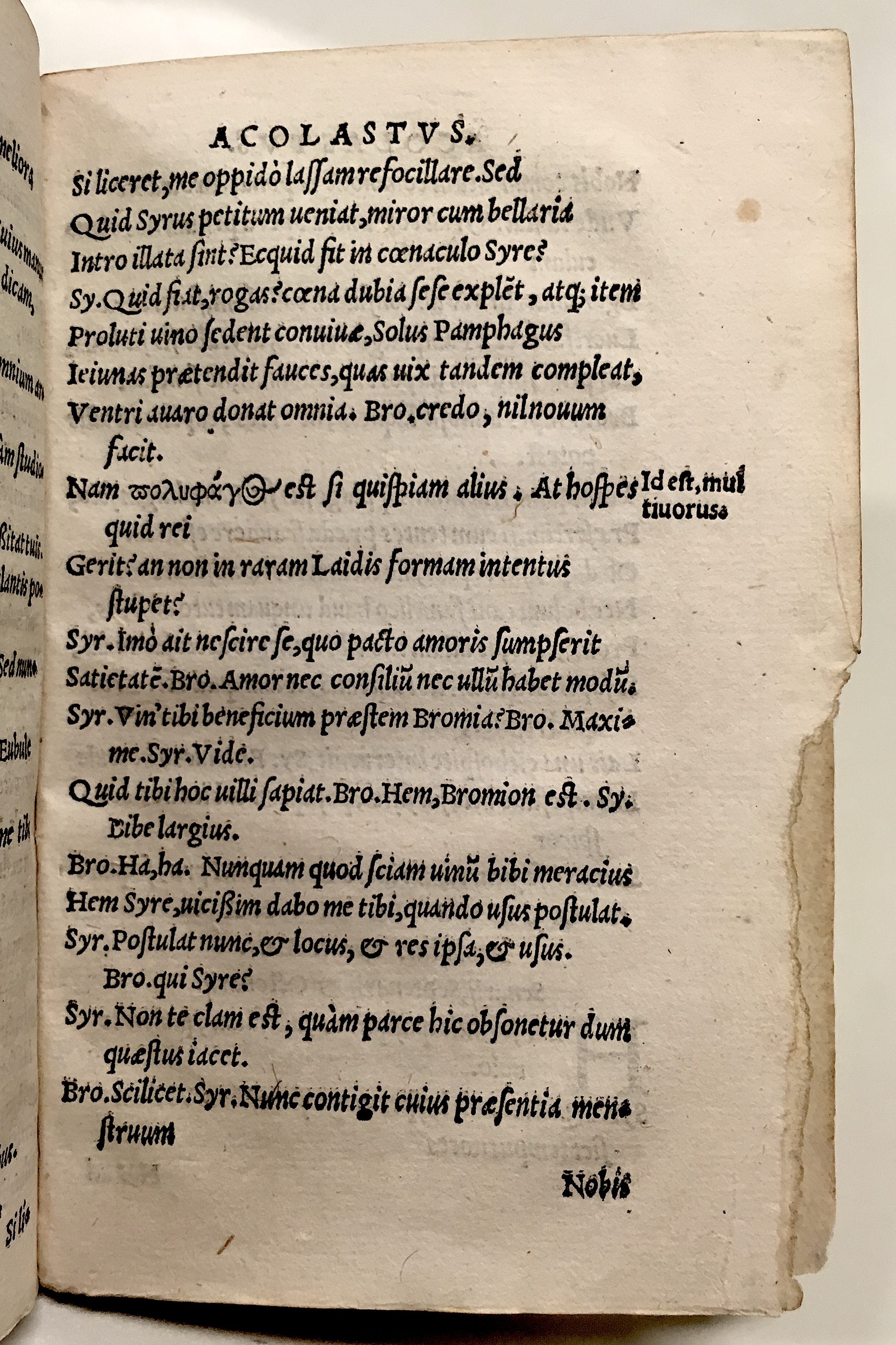 GnapheusAcolastus1533p45.jpg