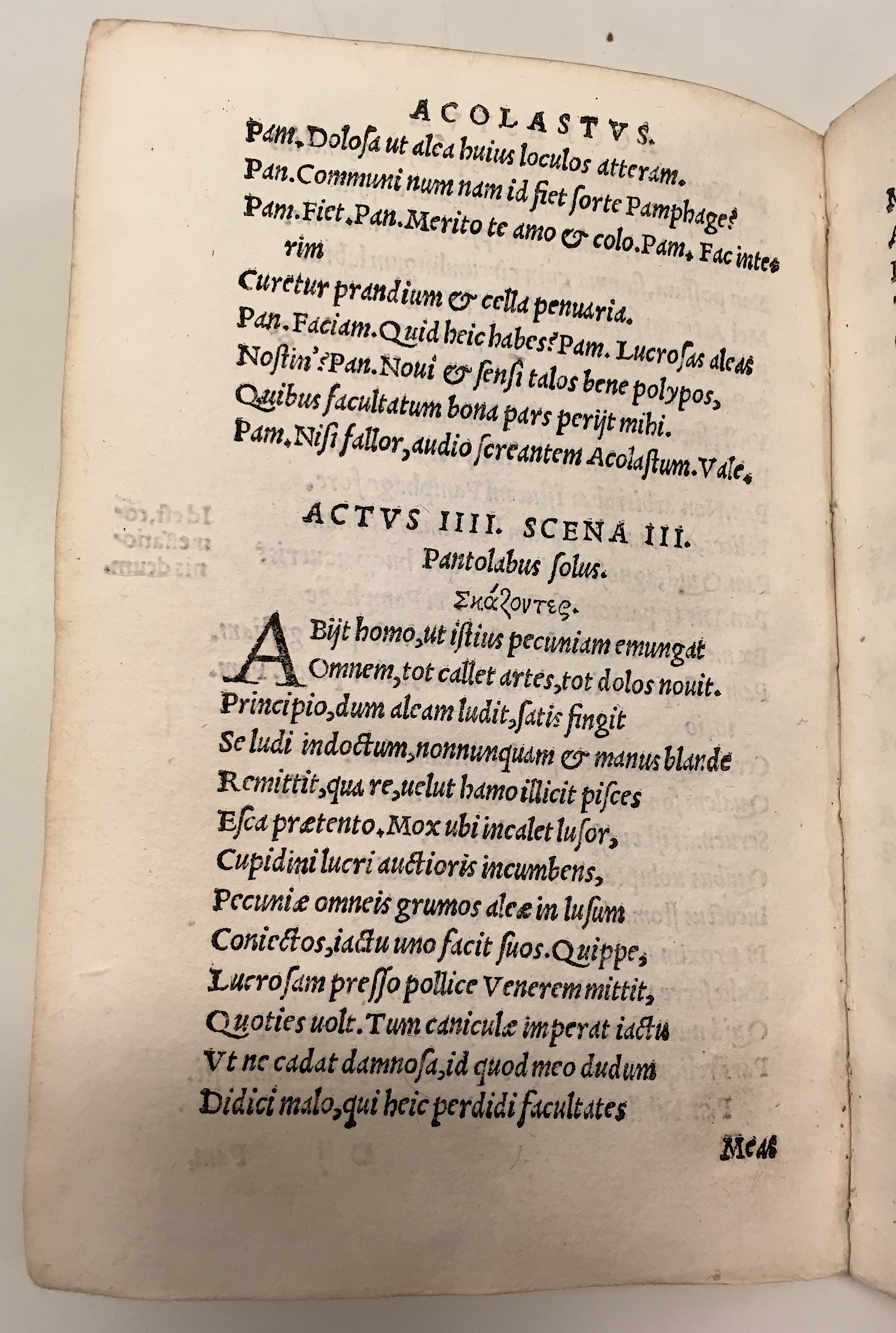 GnapheusAcolastus1533p52.jpg