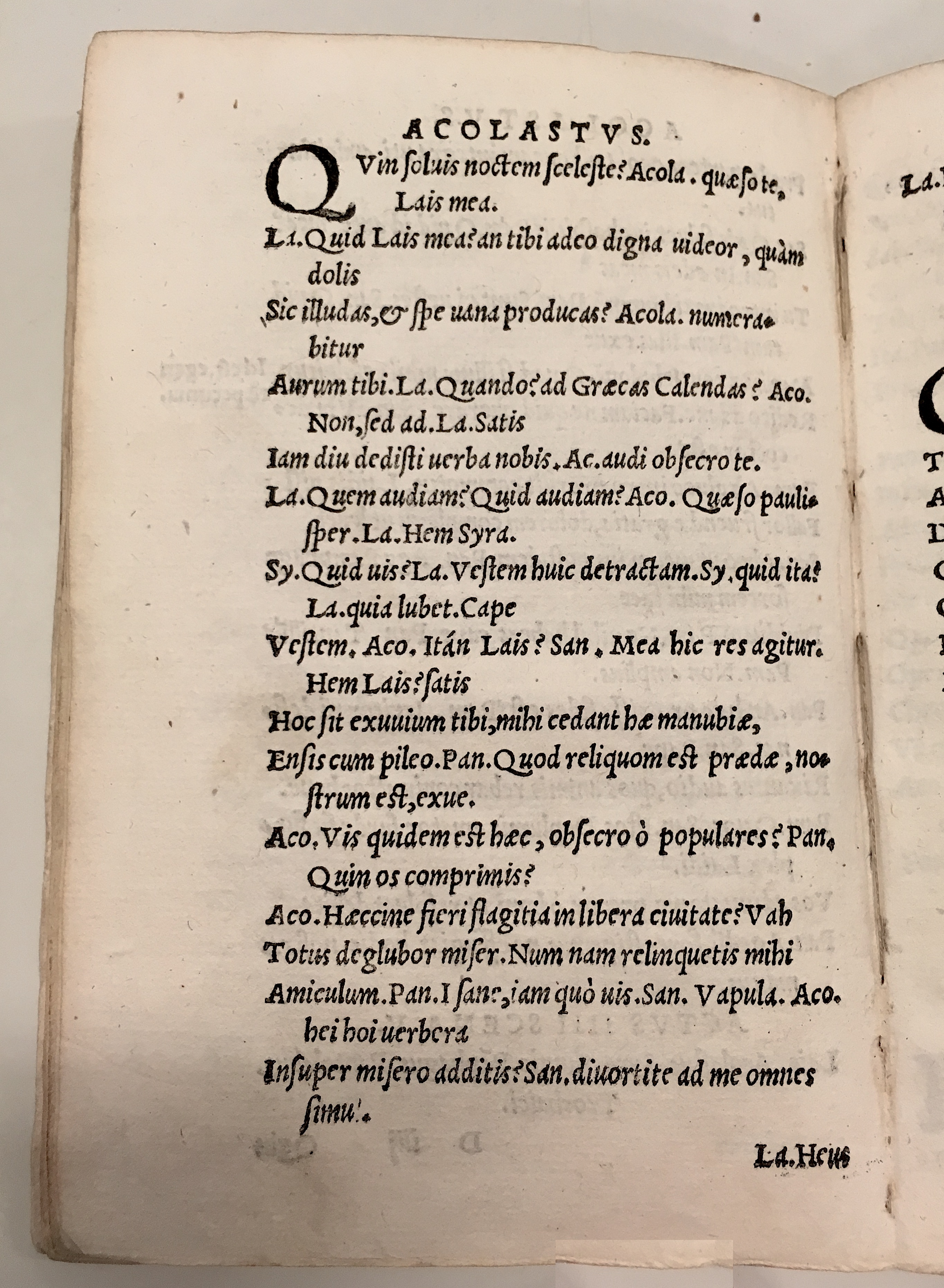 GnapheusAcolastus1533p56.jpg