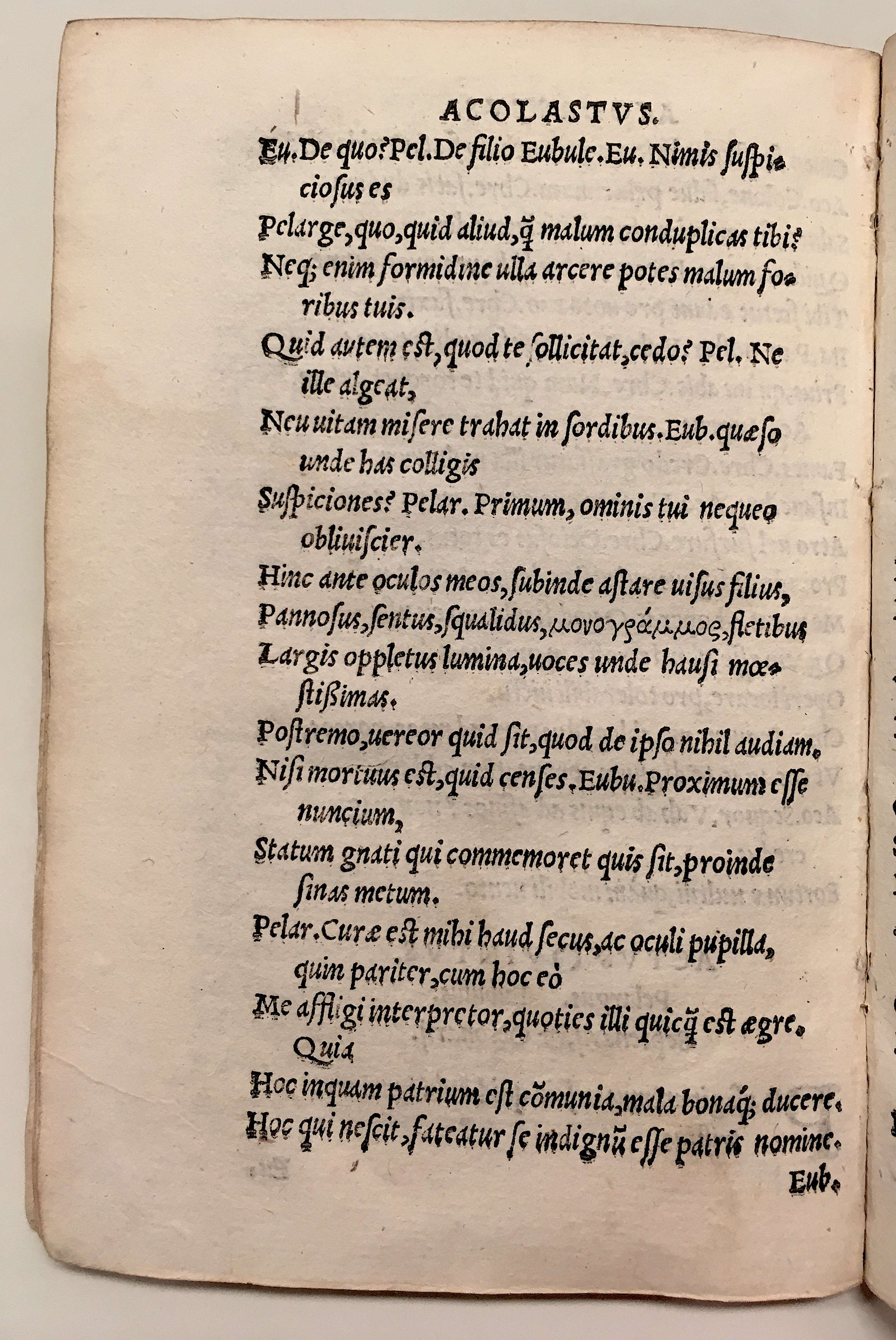 GnapheusAcolastus1533p60.jpg