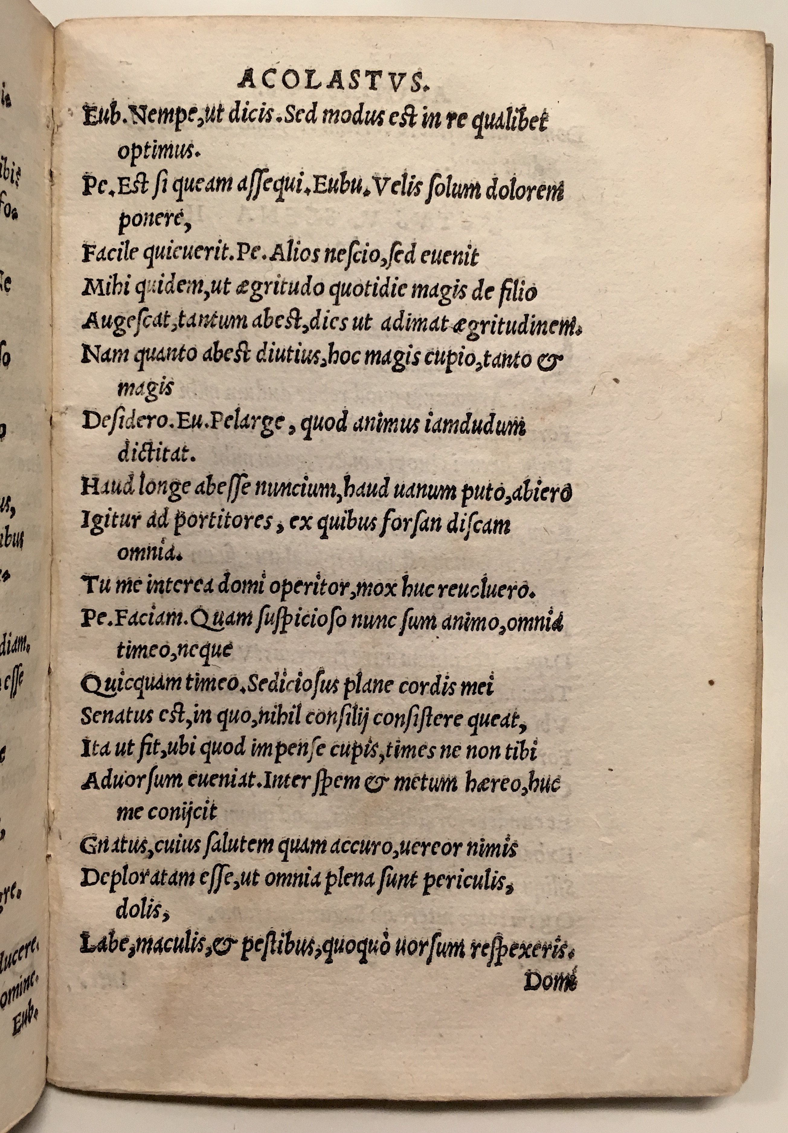 GnapheusAcolastus1533p61.jpg