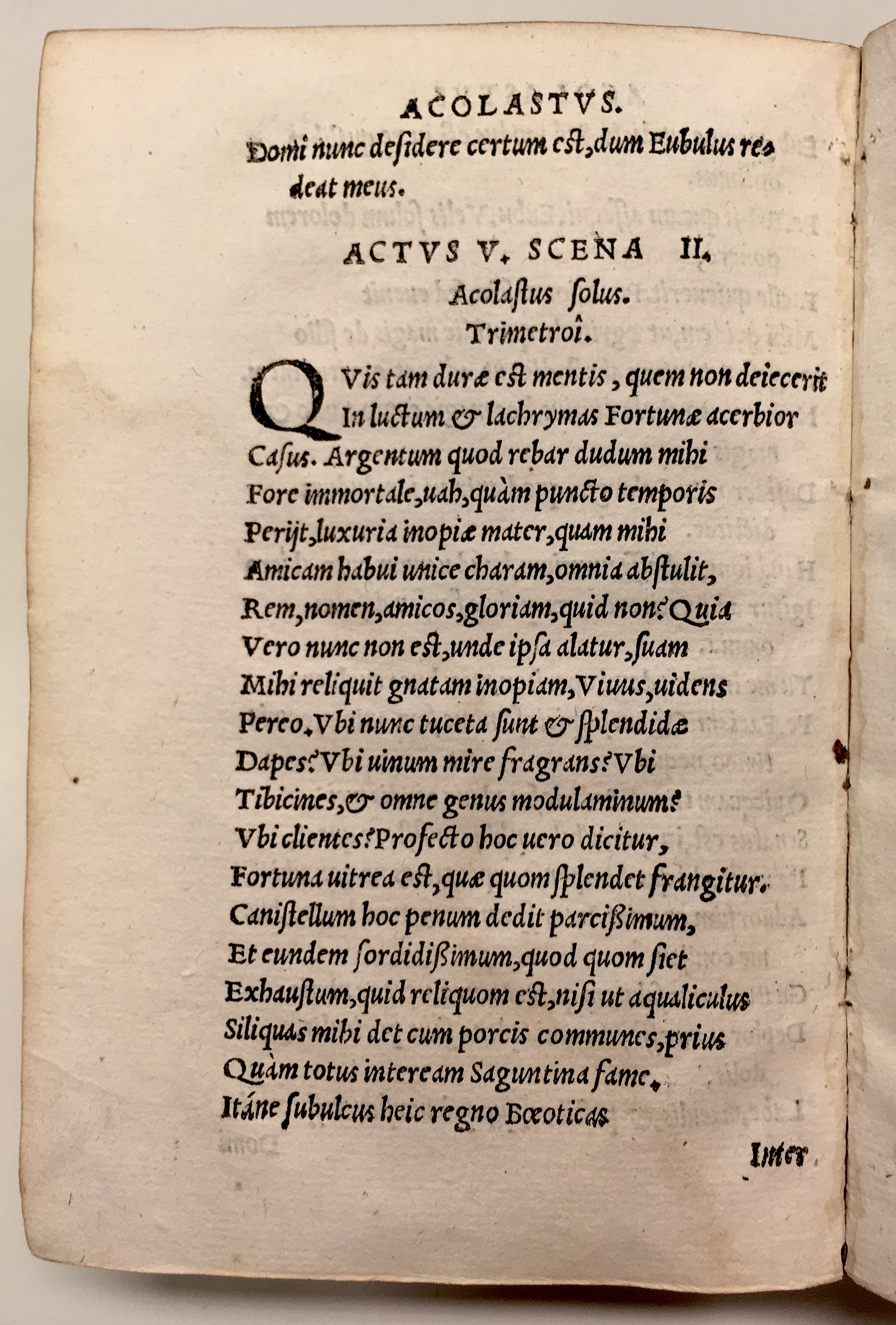 GnapheusAcolastus1533p62.jpg