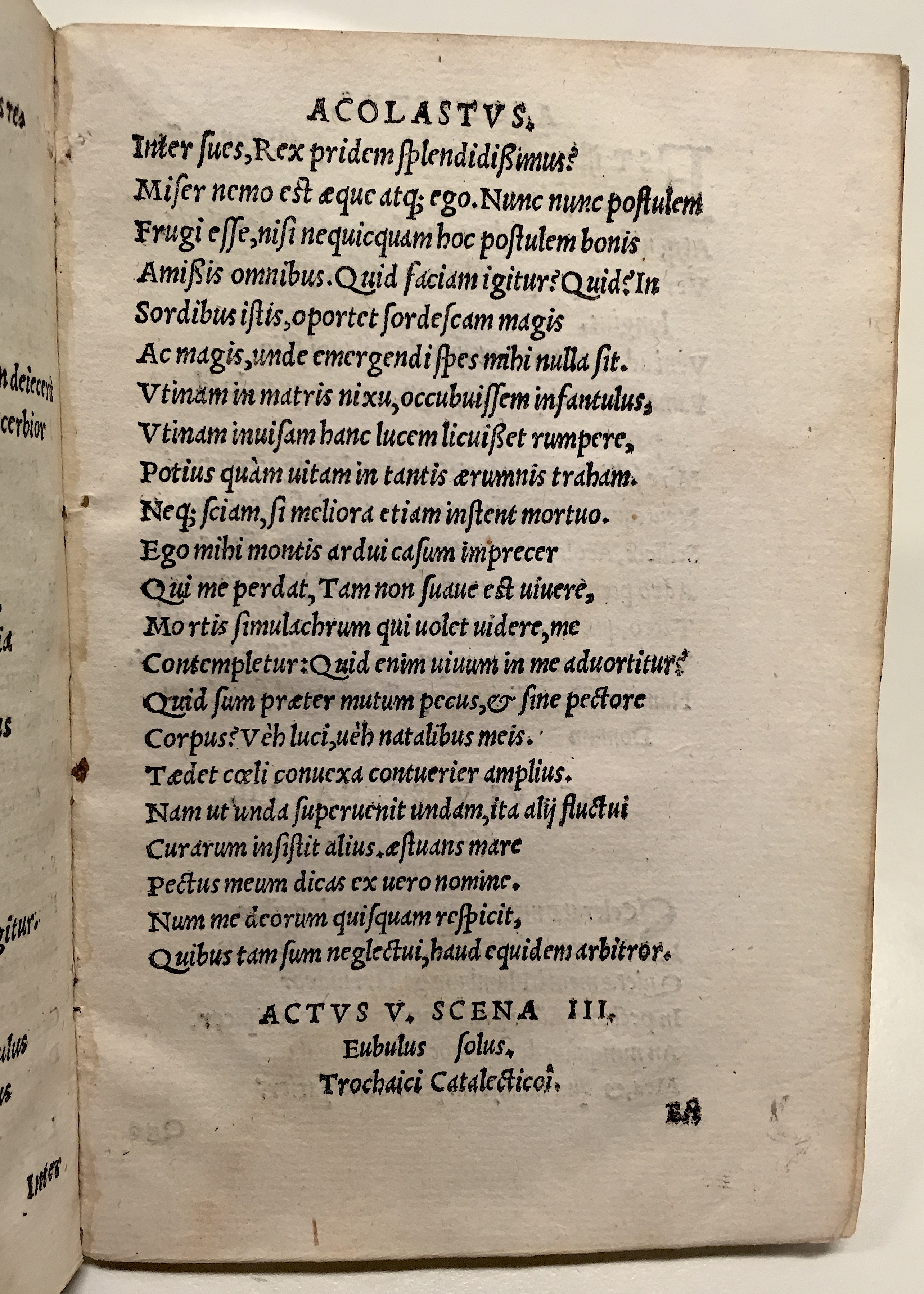 GnapheusAcolastus1533p63.jpg