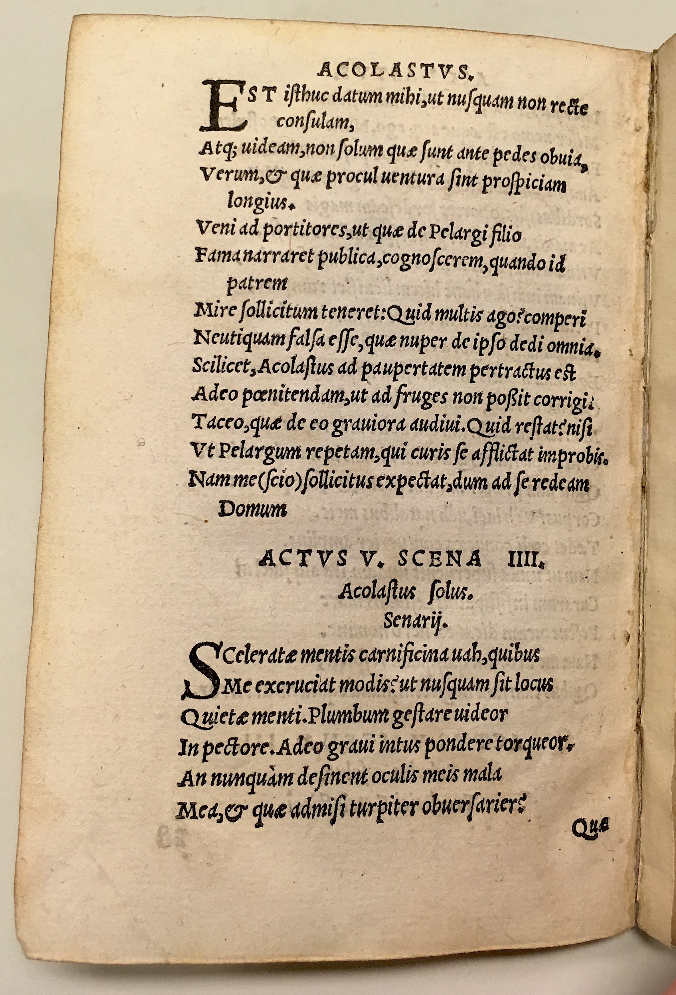 GnapheusAcolastus1533p64.jpg