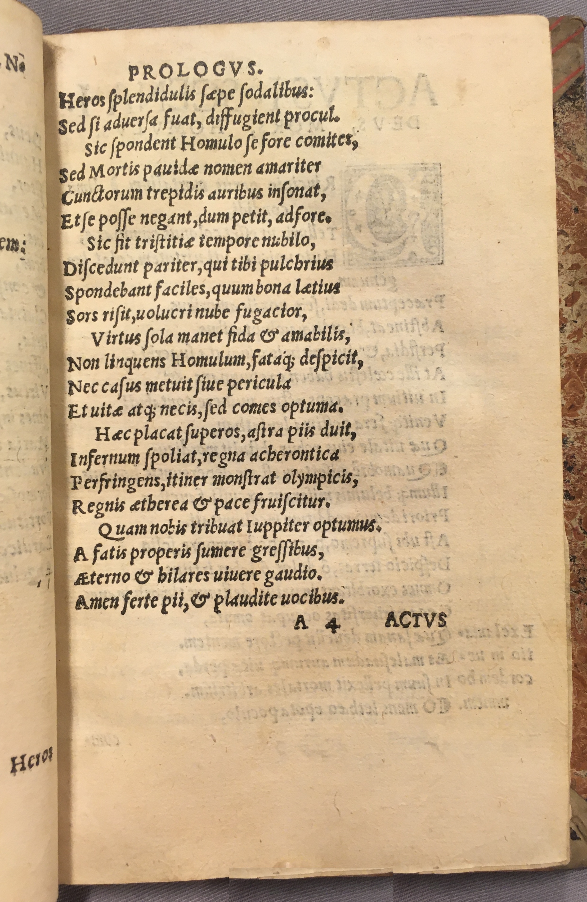 IschyriusHomulus1538p07.jpg