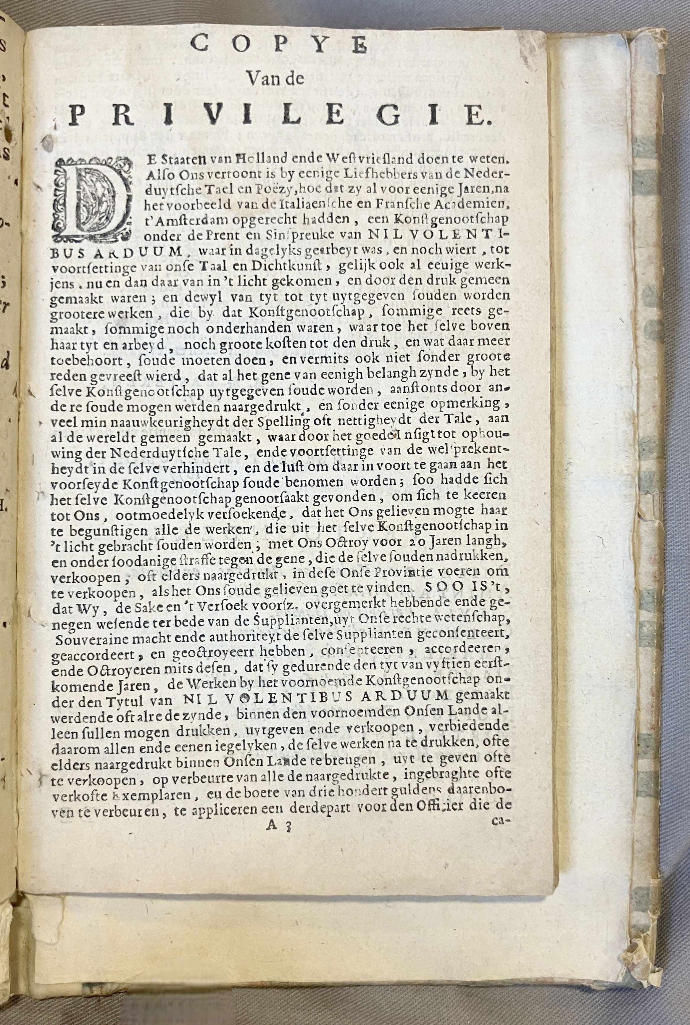 LingelbachAmintasAmarillis1686p05