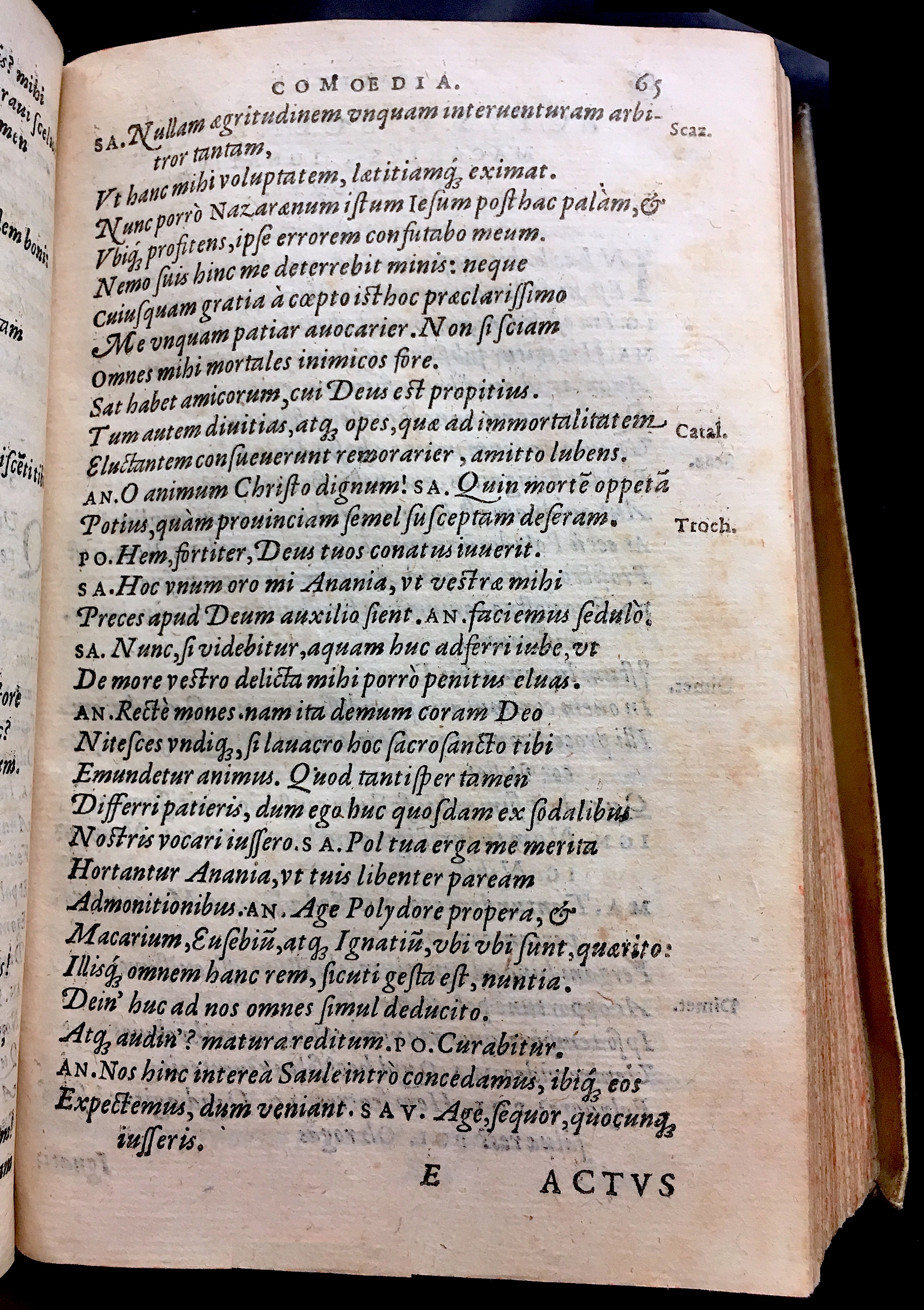 SchonaeusSaulus1581p65.jpg