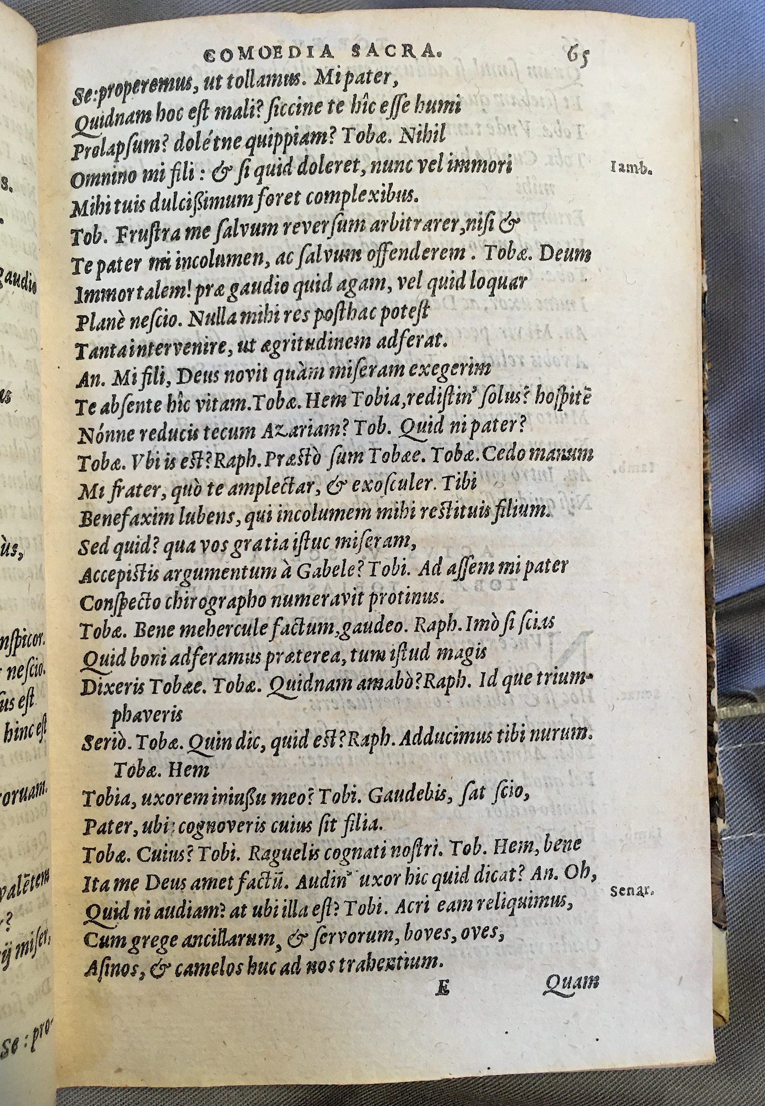 SchonaeusTobaeus1592p65.jpg